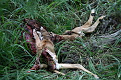 leopards gomo gomo IMG_4871.JPG